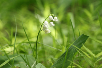  lily of the valley