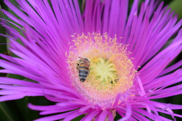 kwiat, owad, makro © Urszula