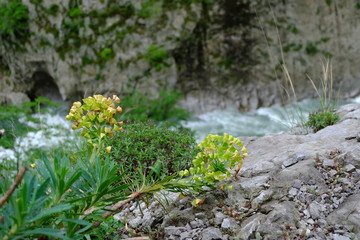 montenegro
