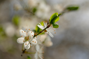 Weiße Blüte Obstbaum