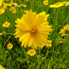 Yellow flowers in the garden,Nature garden.