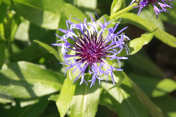 kornblume