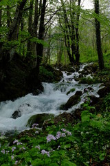 Fototapeta premium montenegro