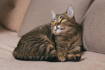 Beautiful cat enjoys resting on sofa.Toned photo.