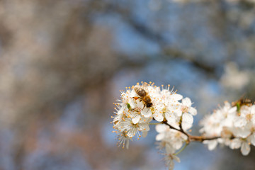 Biene Honigbiene weiß Blüte Frühjahr