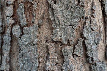 Close up of tree bark texture, Tree trunk detail texture as natural background, wood skin after for Termites eat