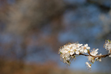 Weiße Blüten Baum Obstbaum Frühjahr