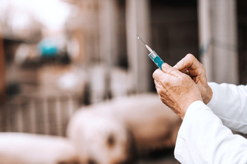 Close up of veterinarian holding blue syringe and preparing to give injection to pig. Selective...