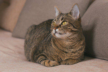 Beautiful cat enjoys resting on sofa.Toned photo.
