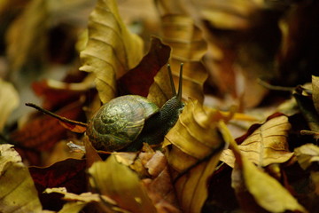 snail on the leaves