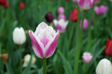 Close-up of a pink and white tulip and many others in the background. Flower field