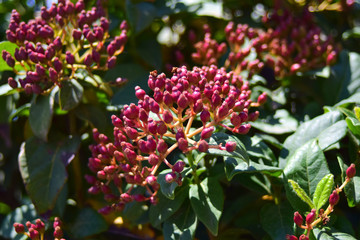 red flowers in the garden