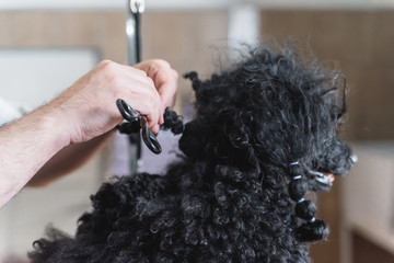 Untagling messy dog's hair