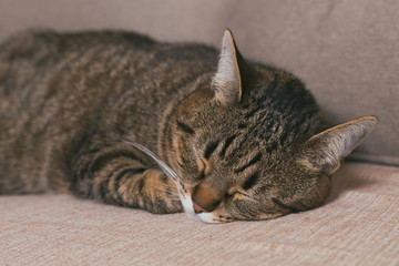 Beautiful cat enjoys sleeping on sofa.Toned photo.