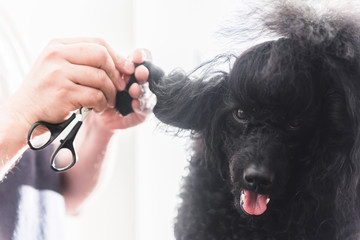 Man unraveling poodle's matted hair