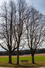 Fototapeta na wymiar Little bench between high trees at a crossroads with fields and meadows near the forest