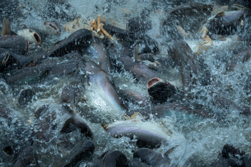 Pangasius fish