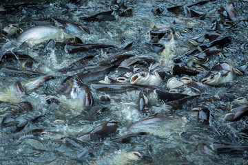 Pangasius fish