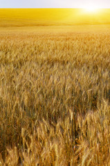 Wheat field summer sunny day under cloudy blue sky