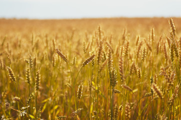 Wheat field under blue sky