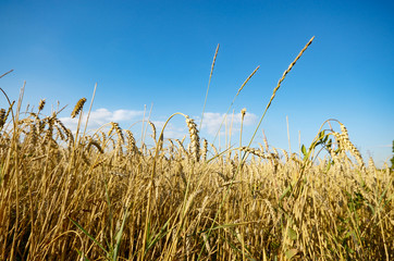 Wheat ears sunny day under blue sky
