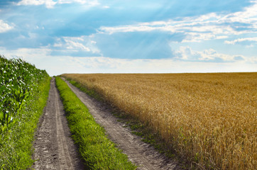 Fototapeta na wymiar Wheat field under cloudy blue sky in Ukraine