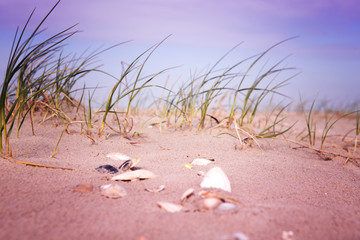 close-up of seahells and grass in the sand