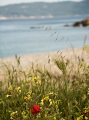 mittelmeer im frühling mit schöner blumenwiese im vordergrund