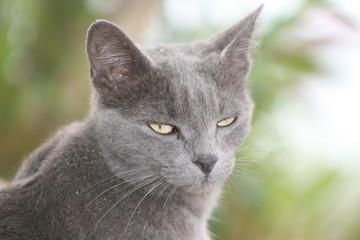 GATTO GRIGIO 03