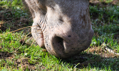Close up of nose and mouth of horse grazing on meadow