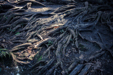 Root of the tree ,Tree trunk, large tree roots	