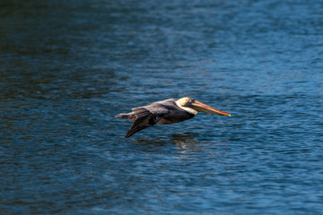 Brown Pelican (Pelecanus occidentalis) flying low over the water