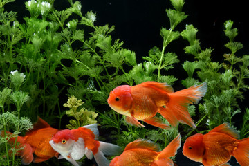 Goldfish carassius auratus background aquatic plants