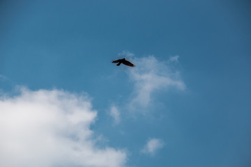 Flying bird in the blue and cloudy sky