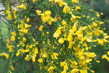 Obraz premium cytisus, brooms yellow flowers on twig