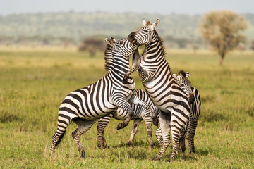 Zebras reared while playing