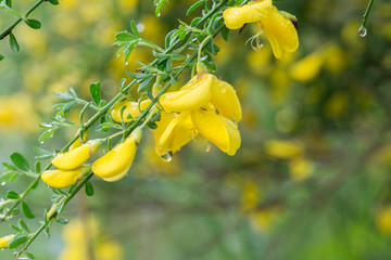 Fototapeta premium cytisus, brooms yellow flowers on twig