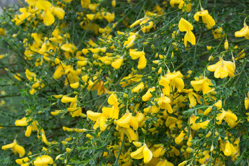 cytisus, brooms yellow flowers on twig