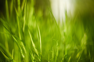 Bright green grass blurred close up. Natural background texture