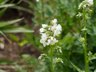Jacob's-ladder or Greek valerian white flowered (Polemonium caeruleum)