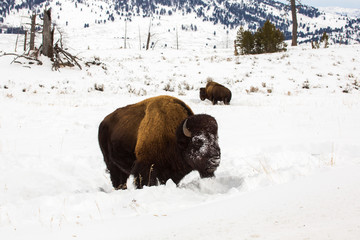 Bison in snow, Yellowstone National Park