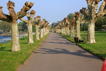 Fototapete bei efototapeten.de bestellen   