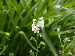 Jacob's-ladder or Greek valerian white flowered (Polemonium caeruleum)