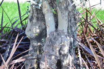 old tree