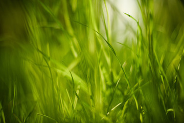 Close up of green grass. Natural background texture
