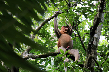 proboscis monkey (Nasalis larvatus) - Borneo Malaysia Asia