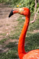Fototapeta premium Red flamingo with long neck on the green grass