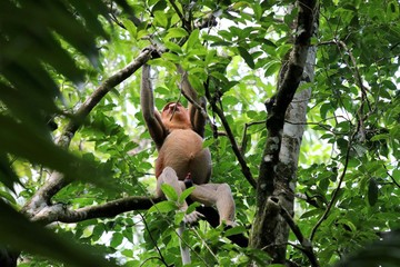 proboscis monkey (Nasalis larvatus) - Borneo Malaysia Asia