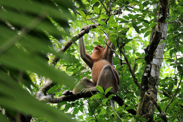Fototapeta premium proboscis monkey (Nasalis larvatus) - Borneo Malaysia Asia