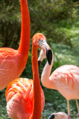 Obraz premium Red flamingo with long neck on the green grass